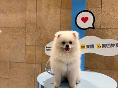 -帕帕拉兹宠物(亚洲旗舰店)