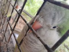 -海南热带野生动植物园