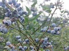 -金谷域澳洲庄园