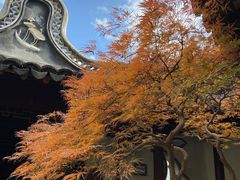 -上海醉白池公园