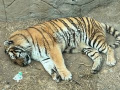 -大连森林动物园