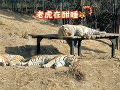 -大连森林动物园