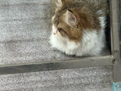 -瑞派宠物医院·犬猫全科·猫友好(宾水西道店)