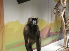 -陕西自然博物馆