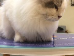 -滚猫咖啡·猫咖·猫友好撸猫(未来城店)