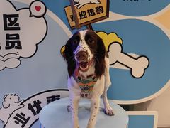 -帕帕拉兹宠物(亚洲旗舰店)