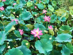 -羊亭河湿地公园