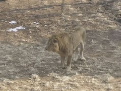 -西霞口神雕山野生动物世界