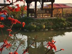 -樂桃源奉贤黄桃种植采摘基地