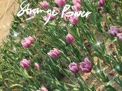 -香蜜公园