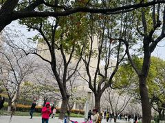 -高东镇樱花园