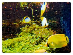-江和美海洋公园