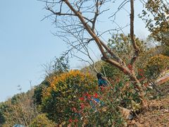 -昆山城市生态森林公园