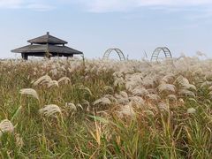 -宁波杭州湾国家湿地公园