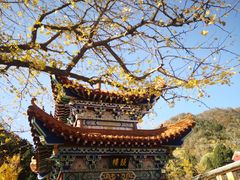 -遵化市禅林寺古银杏风景园