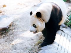 -北京动物园熊猫馆