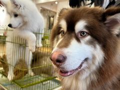 -Let's go狗咖·猫咖·奶狗·桌游(春熙路IFS店)
