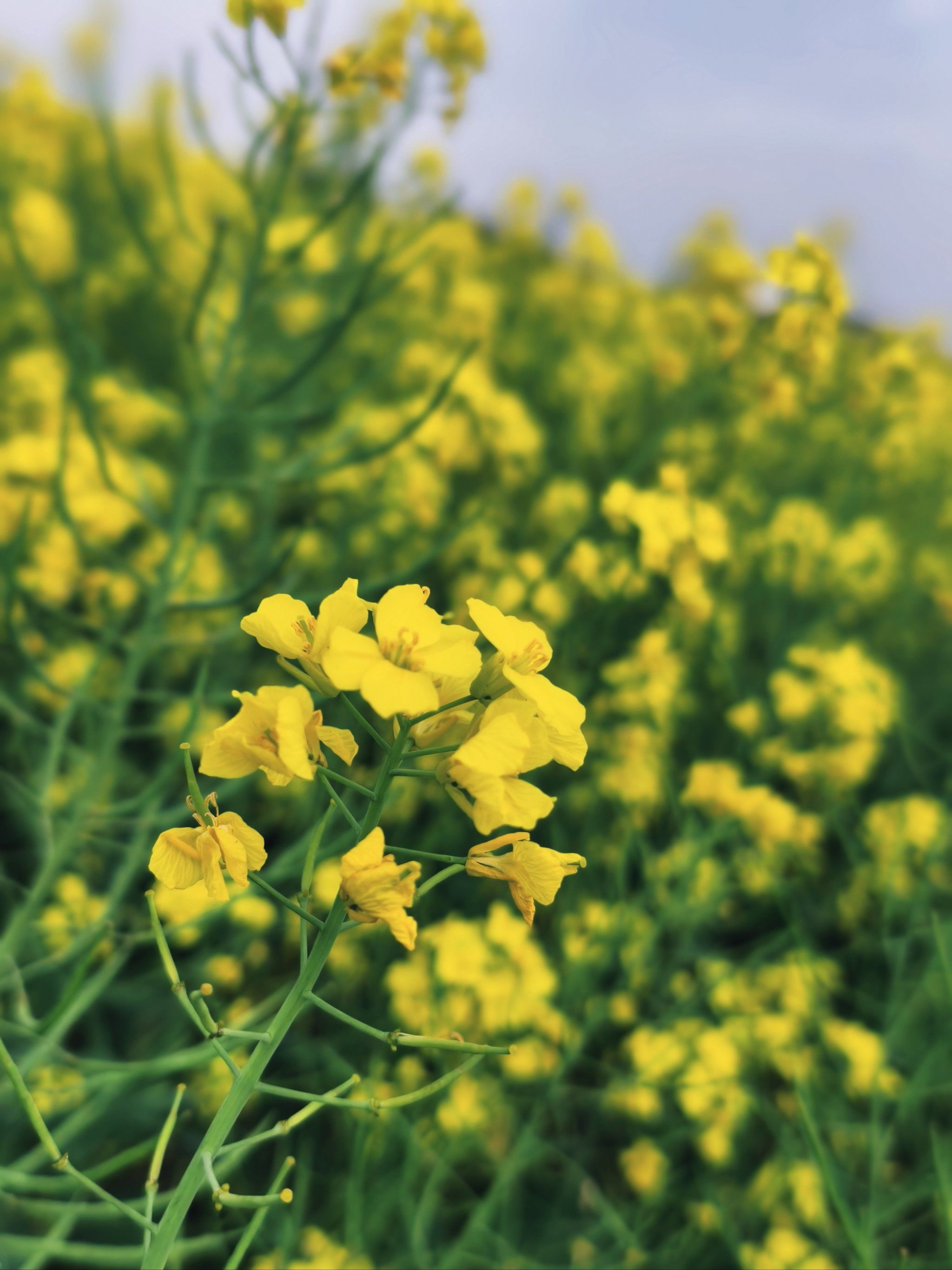 乡村画卷～油菜花海