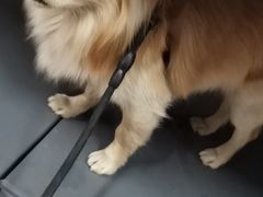 -佳怡动物医院·平价24小时·猫专科骨外科