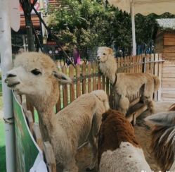 -萌宠亲子动物乐园(槐房万达店)