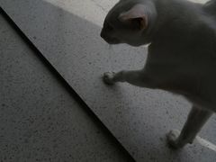 -飞行喵MR PILOT|猫舍·猫咖(静安大融城店)
