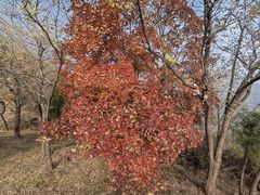-北京鹫峰国家森林公园