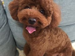 -FAELING PETS美天灵宠物(富力广场店)