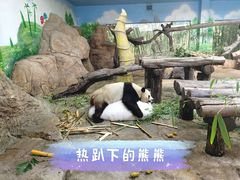 -广州长隆野生动物世界