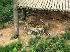 -西霞口神雕山野生动物世界