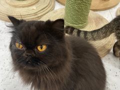 -喵园·猫主题咖啡厅·撸猫·猫咖(国贸店)