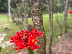-中国科学院西双版纳热带植物园