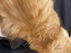 -萌兽医馆·犬猫专科·眼科中心·宠物医院(朝阳门分院)