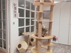 -楼上猫咖(罗湖店)