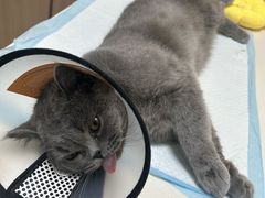 -美联众合动物医院·24h京西诊疗中心