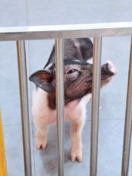-Moni星球萌宠·小马宝莉·灵蛇·高端高阶全萌宠互动体验俱乐部(红豆国际广场店)