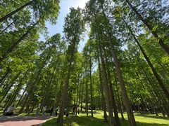 -黄海国家森林公园