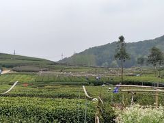 -听风阁农家私房菜茶楼(龙坞店)
