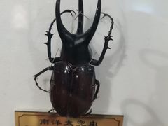 -上海昆虫博物馆