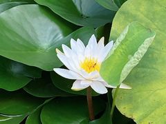 -羊亭河湿地公园