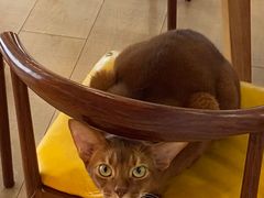 -Let's go狗咖·猫咖·奶狗·桌游(春熙路IFS店)