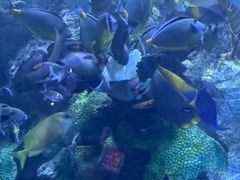 -珠海长隆海洋王国