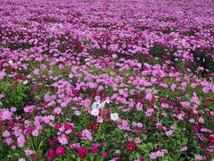 -径山花海