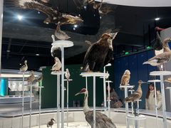 -盐城丹顶鹤湿地生态旅游区
