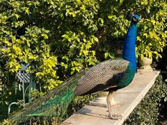 -J Create城市露营咖啡·简餐·宠物(上海动物园店)