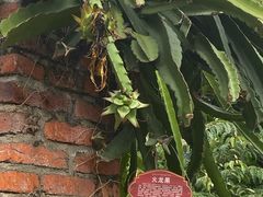 -西双版纳总佛寺