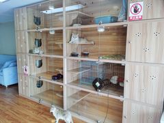 -喵百万·布偶·蓝金金渐层英短·猫舍(百子湾店)