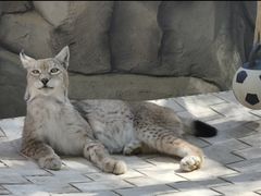 -青藏高原野生动物园