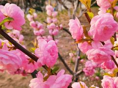 -元大都城垣遗址公园