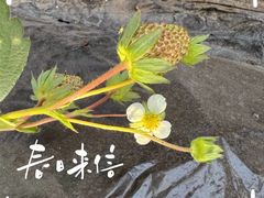 -大自然农场蔬菜草莓采摘园