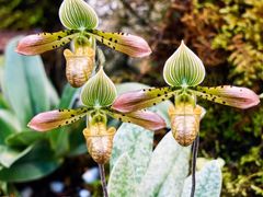 -国家植物园南园